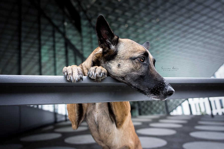 Natascha Simbrey Tierverhaltenstherapie Hundeschule Berlin-Brandenburg