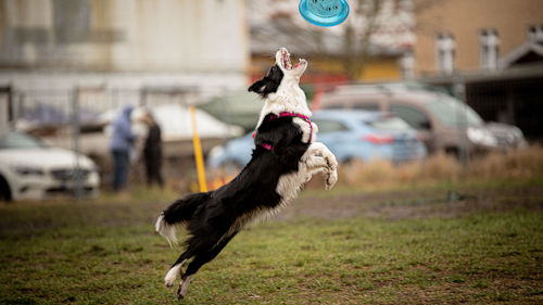 Dog-Frisbee für Hunde
