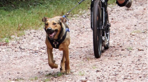 Zughundesport - Dog-Scooting