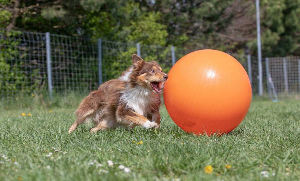 Treibball für Hunde